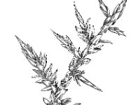 Calliergonella cuspidata, Calliergonella Moss