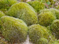 Campylopus introflexus, Heath Star-moss