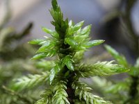 Ceratodon purpureus, Purple Horn Toothed Moss