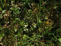 Climacium dendroides 2, Boompjesmos, Saxifraga-Hans Boll