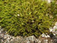 Didymodon vinealis 1, Muurdubbeltandmos, Saxifraga-Rutger Barendse