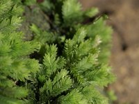 Fissidens cristatus 1, Kalkvedermos, Saxifraga-Rutger Barendse