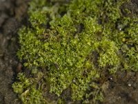 Fossombronia foveolata 1, Grof goudkorrelmoes, Saxifraga-Willem van Kruijsbergen