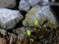 Funaria hygrometrica 4, Gewoon krulmos, Saxifraga-Rutger Barendse