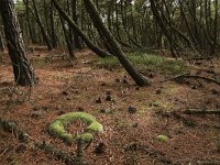 Leucobryum glaucum 4, Kussentjesmos, Saxifraga-Hans Boll