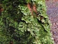 Lobaria pulmonaria