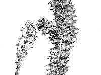 Lophocolea bidentata, Bifid Crestwort