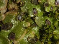 Lunularia cruciata 1, Halvemaantjesmos, Saxifraga-Rutger Barendse