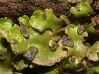 Lunularia cruciata 2, Halvemaantjesmos, Saxifraga-Rutger Barendse