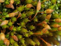 Orthotrichum anomalum 1, Gesteelde haarmuts, Saxifraga-Rutger Barendse