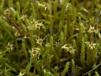 Philonotis fontana 1, Beekstaartjesmos, male plant, Saxifraga-Willem van Kruijsbergen