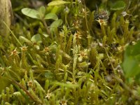 Philonotis fontana 2, Beekstaartjesmos, male plant, Saxifraga-Willem van Kruijsbergen