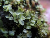 Plagiomnium rostratum 1, Gesnaveld Boogsterrenmos, Saxifraga-Rutger Barendse