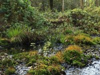 Polytrichum commune 12, Gewoon haarmos, Saxifraga-Hans Boll