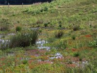 Polytrichum commune 14, Gewoon haarmos, Saxifraga-Hans Boll