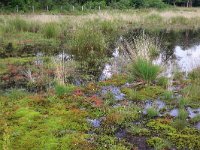 Polytrichum commune 16, Gewoon haarmos, Saxifraga-Hans Boll