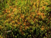 Polytrichum commune 20, Gewoon haarmos, Saxifraga-Hans Boll