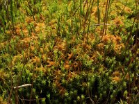 Polytrichum commune 23, Gewoon haarmos, Saxifraga-Hans Boll