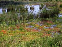 Polytrichum commune 26, Gewoon haarmos, Saxifraga-Hans Boll