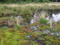 Polytrichum commune 27, Gewoon haarmos, Saxifraga-Hans Boll