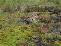 Polytrichum commune 28, Gewoon haarmos, Saxifraga-Hans Boll