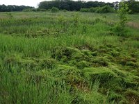 Polytrichum commune 5, Gewoon haarmos, Saxifraga-Hans Boll