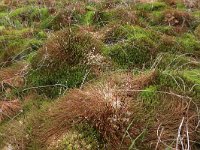 Polytrichum commune 8, Gewoon haarmos, Saxifraga-Hans Boll