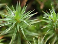 Polytrichum juniperinum 2, Zandhaarmos, Saxifraga-Rutger Barendse