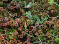 Polytrichum juniperinum 4, Zandhaarmos, Saxifraga-Hans Boll