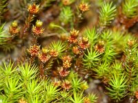 Polytrichum piliferum, Bristly Haircap