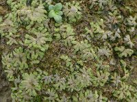 Riccia cavernosa