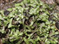 Riccia fluitans, Crystalwort