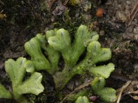 Riccia glauca 1, Gewoon landvorkje, Saxifraga-Rutger Barendse