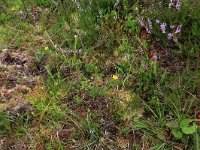 Sphagnum compactum 13, Kussentjesveenmos, Saxifraga-Hans Boll