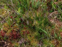 Sphagnum compactum 14, Kussentjesveenmos, Saxifraga-Hans Boll