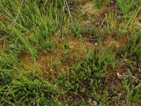 Sphagnum compactum 2, Kussentjesveenmos, Saxifraga-Hans Boll