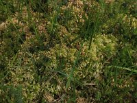 Sphagnum compactum 5, Kussentjesveenmos, Saxifraga-Hans Boll