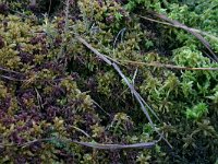 Sphagnum cuspidatum