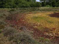 Sphagnum cuspidatum 13, Waterveenmos, Saxifraga-Hans Boll