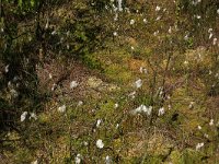 Sphagnum cuspidatum 15, Waterveenmos, Saxifraga-Hans Boll