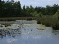 Sphagnum cuspidatum 16, Waterveenmos, Saxifraga-Hans Boll