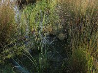 Sphagnum cuspidatum 2, Waterveenmos, Saxifraga-Hans Boll