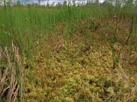 Sphagnum cuspidatum 21, Waterveenmos, Saxifraga-Hans Boll