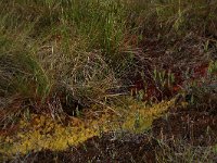 Sphagnum cuspidatum 22, Waterveenmos, Saxifraga-Hans Boll