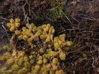 Sphagnum cuspidatum 26, Waterveenmos, Saxifraga-Hans Boll