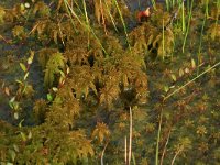 Sphagnum cuspidatum 27, Waterveenmos, Saxifraga-Hans Boll