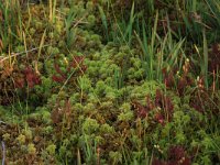 Sphagnum cuspidatum 28, Waterveenmos, Saxifraga-Hans Boll