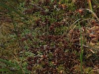 Sphagnum cuspidatum 29, Waterveenmos, Saxifraga-Hans Boll