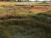 Sphagnum cuspidatum 3, Waterveenmos, Saxifraga-Hans Boll