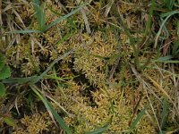 Sphagnum denticulatum 10, Geoord veenmos, Saxifraga-Hans Boll